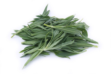 Fototapeta premium germogli di silene inflata_ sfondo bianco