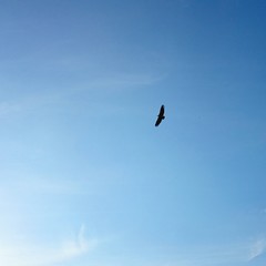 Buitre volando