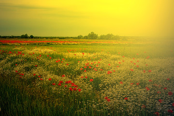 Landscape with poppies and chamomile in sunset light 6