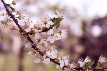 Growing flowers on a tree