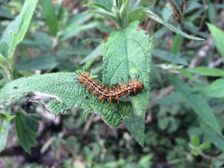 worm is eatting a leaf