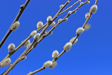 pussy-willow