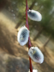blooming willow branch closeup early spring © tillottama