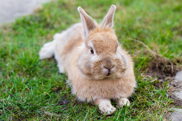 small brown bunny on green grass in summer garden