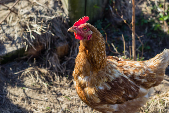 brown chicken hen at farm