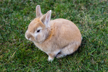 small brown bunny on green grass in summer garden