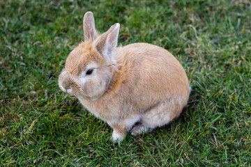 Naklejka na ściany i meble small brown bunny on green grass in summer garden