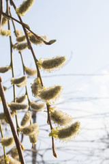 Naklejka premium tender willow seals in the spring sky