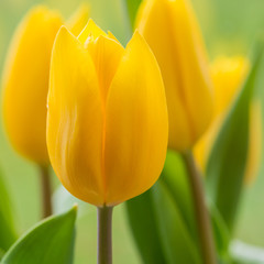 Naklejka premium Buttery Tulip