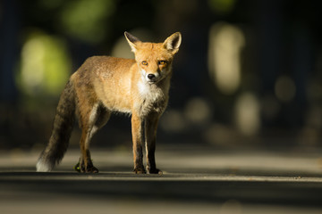 Red fox - Vulpes vulpes