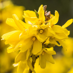 Obraz premium Forsythia