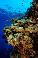Plakat Coral reef