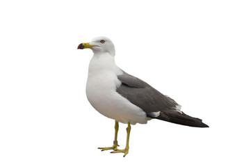 чайка на белом фоне