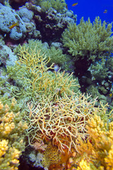 Naklejka na ściany i meble colorful coral reef with stony corals, underwater
