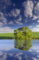 Vertical panorama of lonely tree