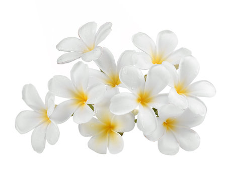 frangipani flower isolated white background