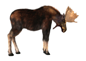 Fototapeta premium Male Moose