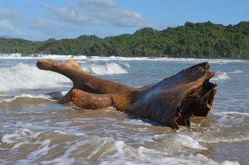 Tronco al mare