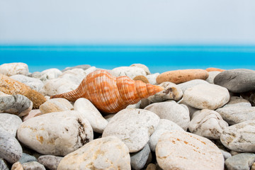 Fototapeta na wymiar Stones and seashell on the beach with stones