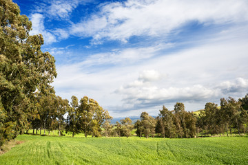 Sardegna, campi di grano e alberi con cielo azzurro e nuvole