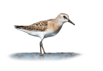 Little stint on white