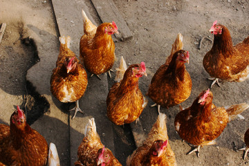 egg-laying hens in the yard