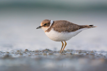 Juvenile Little Ringed Plover
