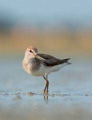 Terek sandpiper