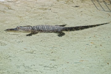 alligatore