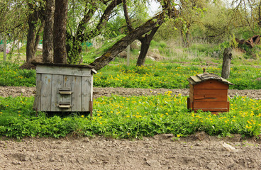 hives in the apiary