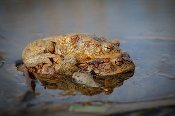 Common toads, mating season