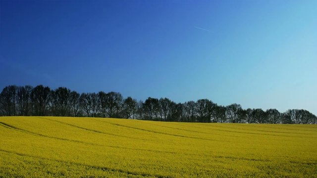 Clouds over flowering canola field, one day time lapse