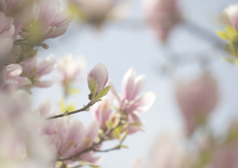 Obraz premium Magnolie