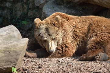 Obraz na płótnie Canvas orso bruno