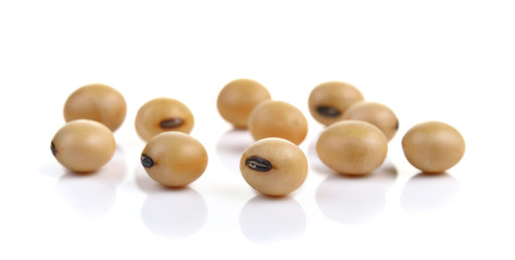 soybean