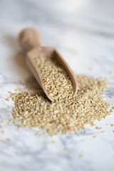 Sesam mit Holzschaufel, Studio