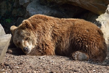 orso bruno