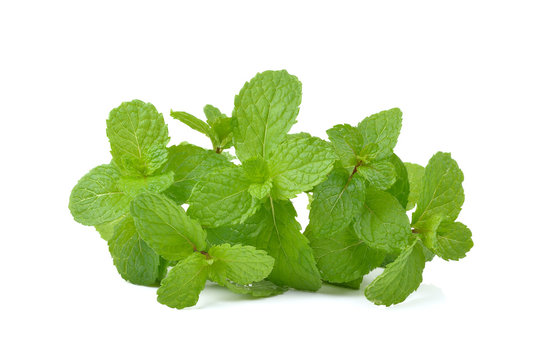 mint  leaves  on white background