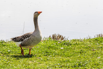 Geese in spring sunny Remich, Luxembourg