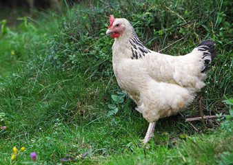 Hen in green nature