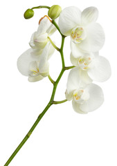 Naklejka na ściany i meble white orchid isolated on a white background