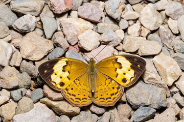Fototapeta na wymiar Rustic butterfly (cupha erymanthis) resting on floor
