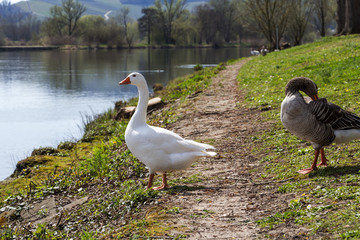 Fototapeta premium Geese in spring sunny Remich, Luxembourg