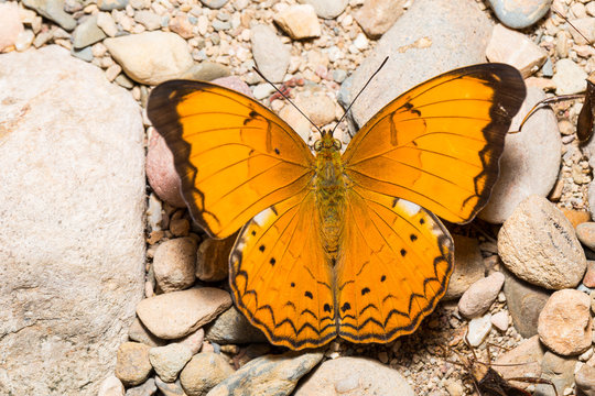 Orange Large yeoman butterfly