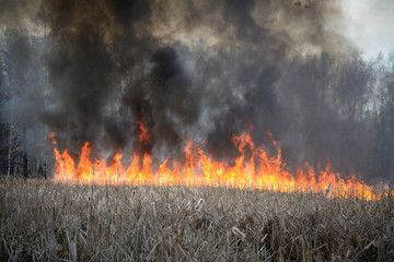 burning grass