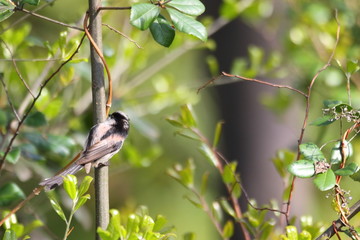 Long-tailed Tit (Aegithalos caudatus ) in Japan