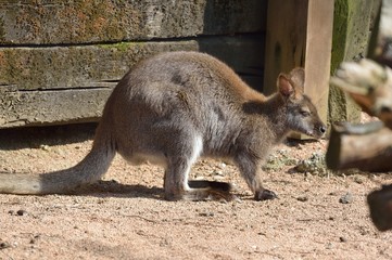 Naklejka premium canguro rosso