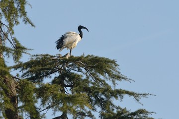 Ibis