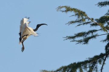 Ibis sacro in volo