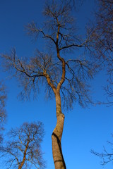 Baumkrone